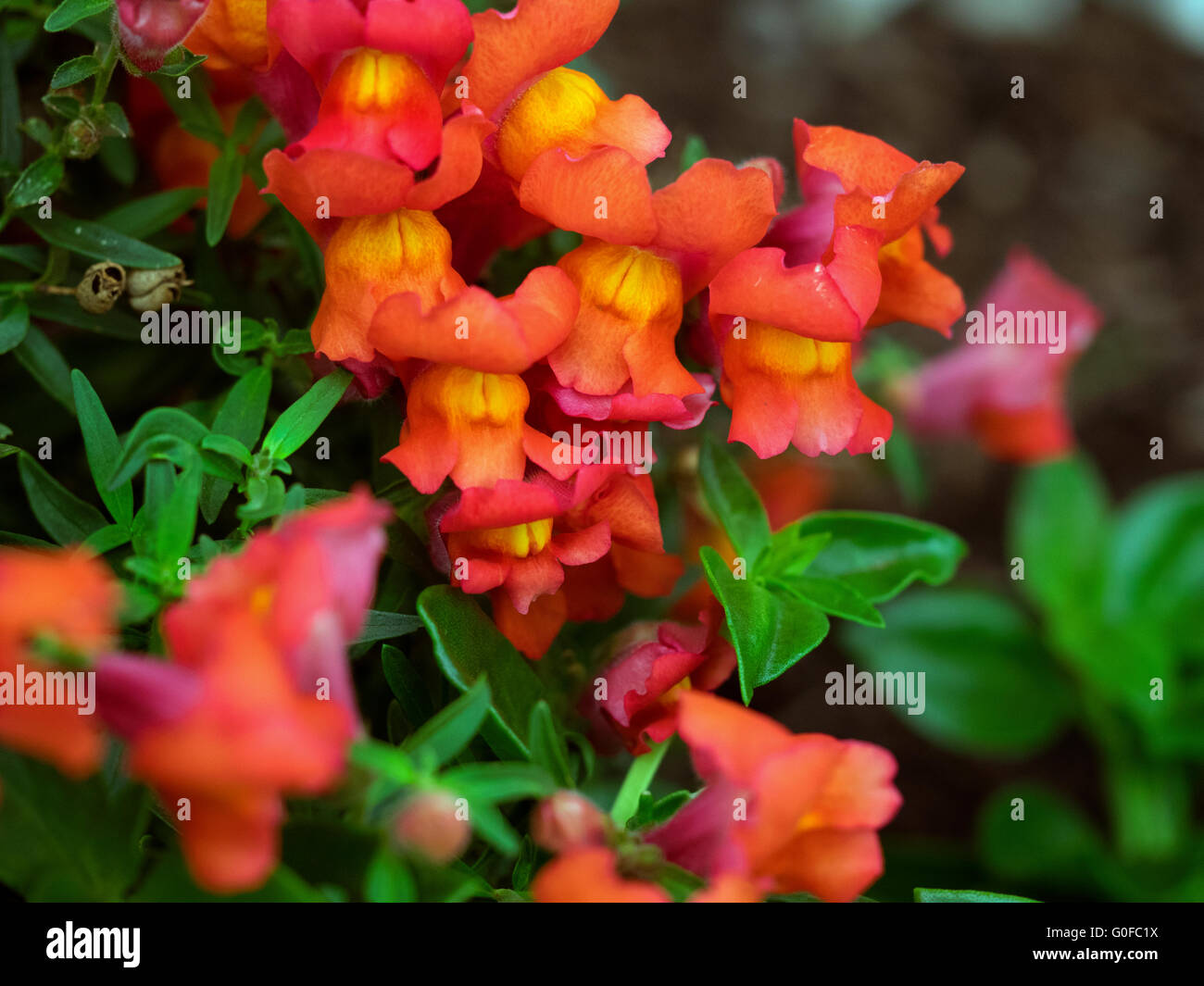 Snap Dragons Orange Yellow Color Macro Bokeh Snapdragon Stock Photo