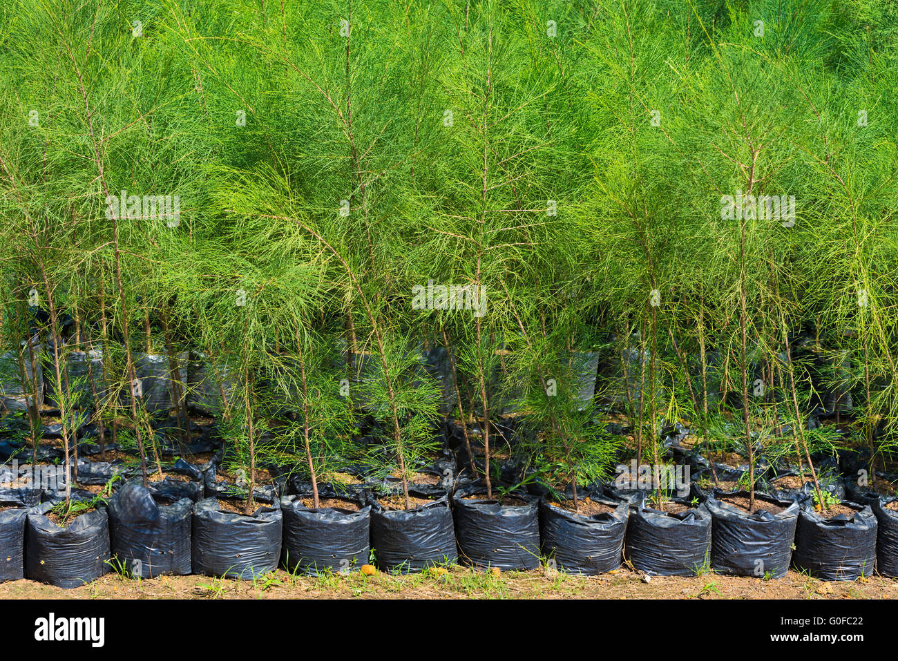 thuja young plants for sale Stock Photo