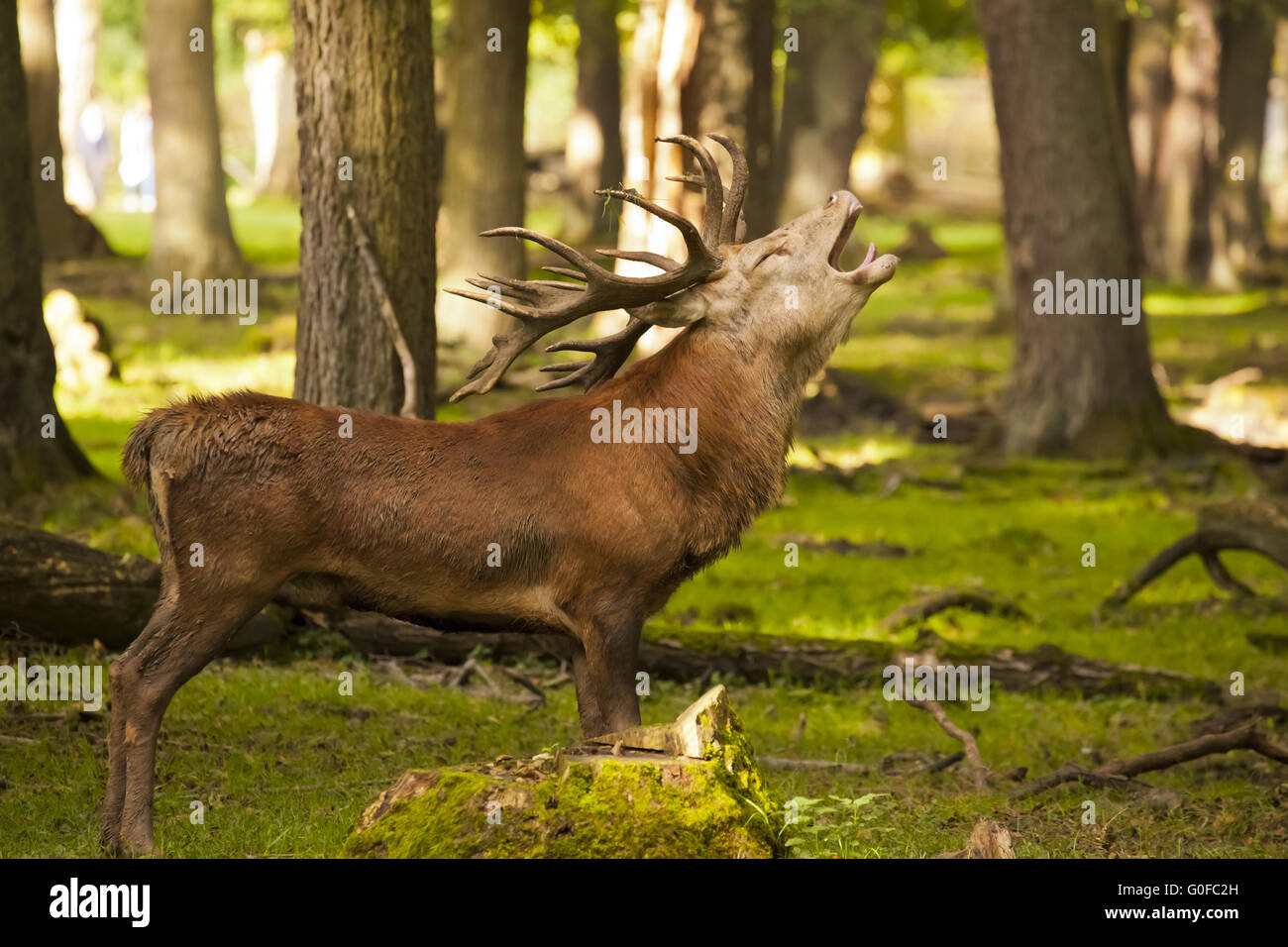 Red deer / Cervus elaphus bellowing in the forest Stock Photo