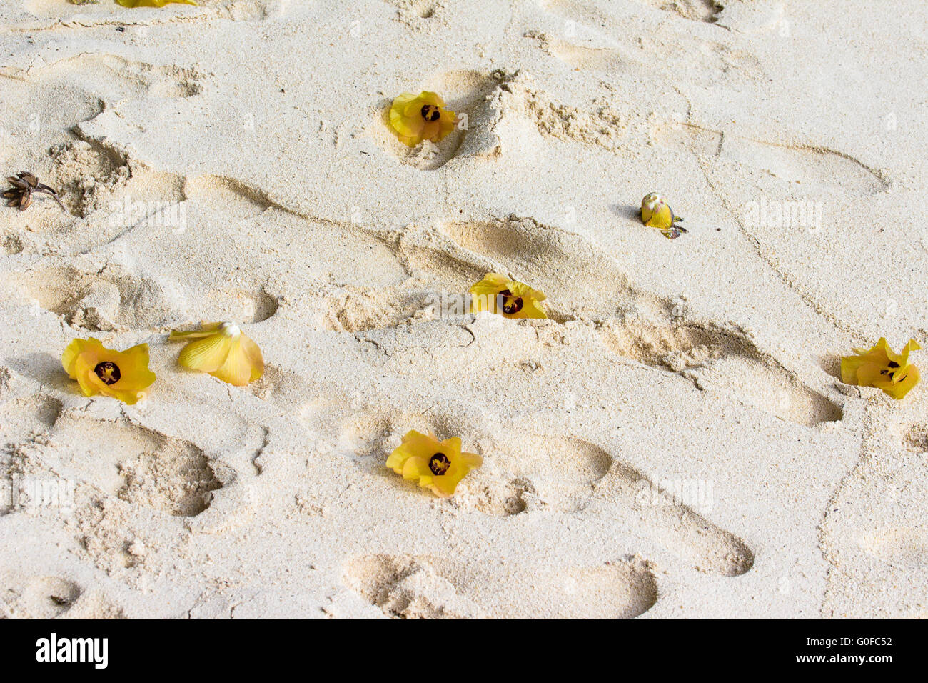 Hibiscus blossoms and footprints in the sand at a beach Stock Photo