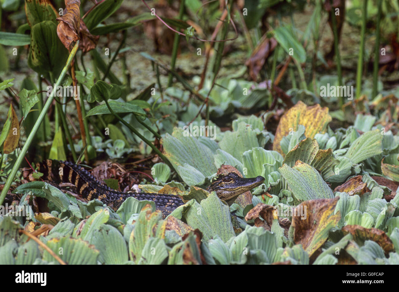 American Alligator is endemic to the southeastern United States Stock Photo