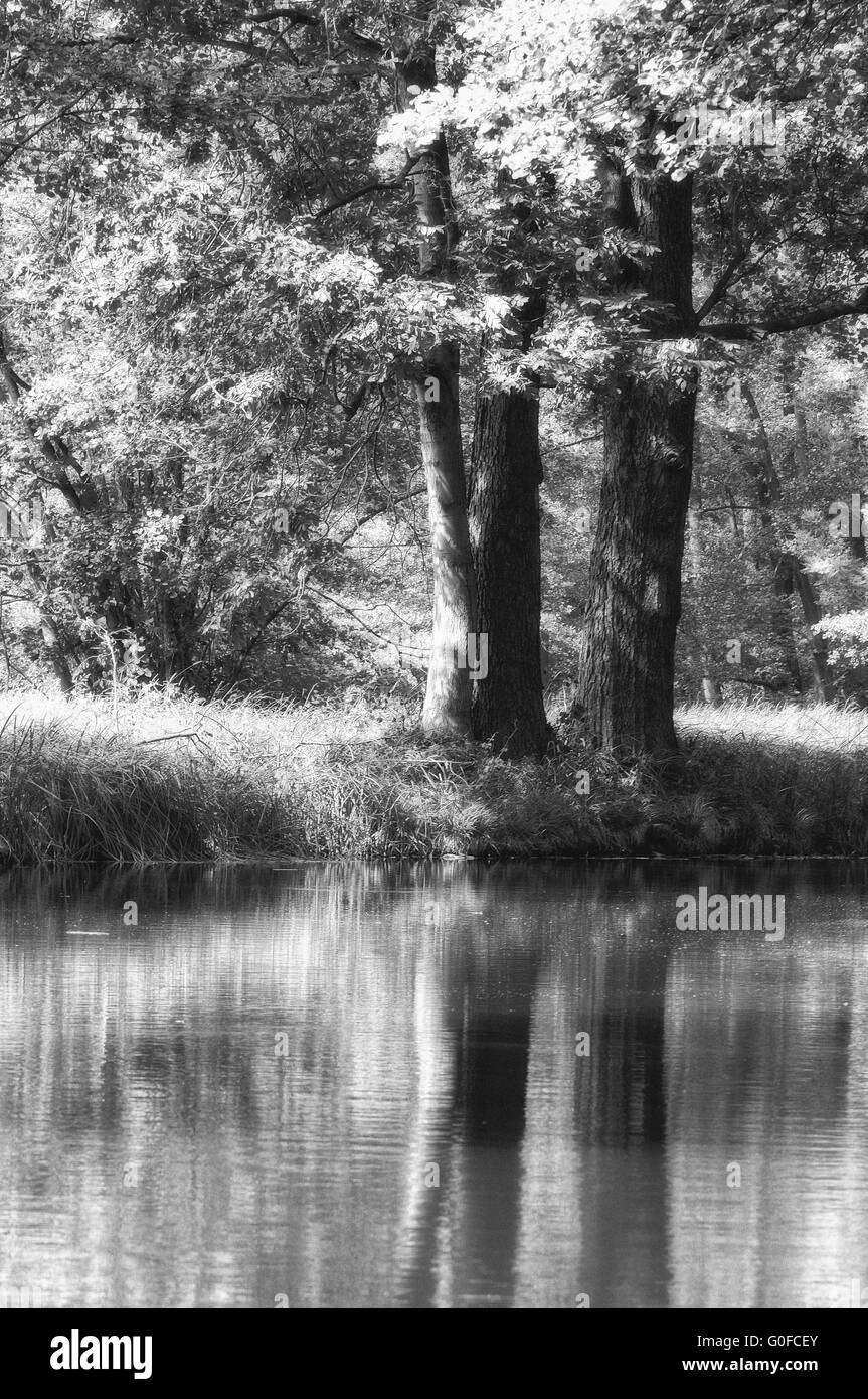 Mirrored group of trees in water black and white soft Stock Photo