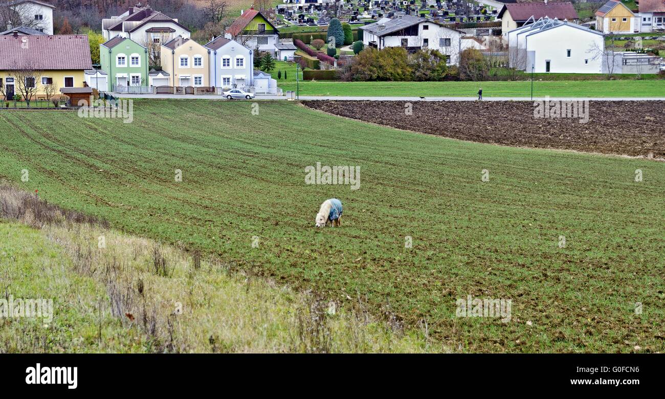 pony eating fresh germed winter seed Stock Photo