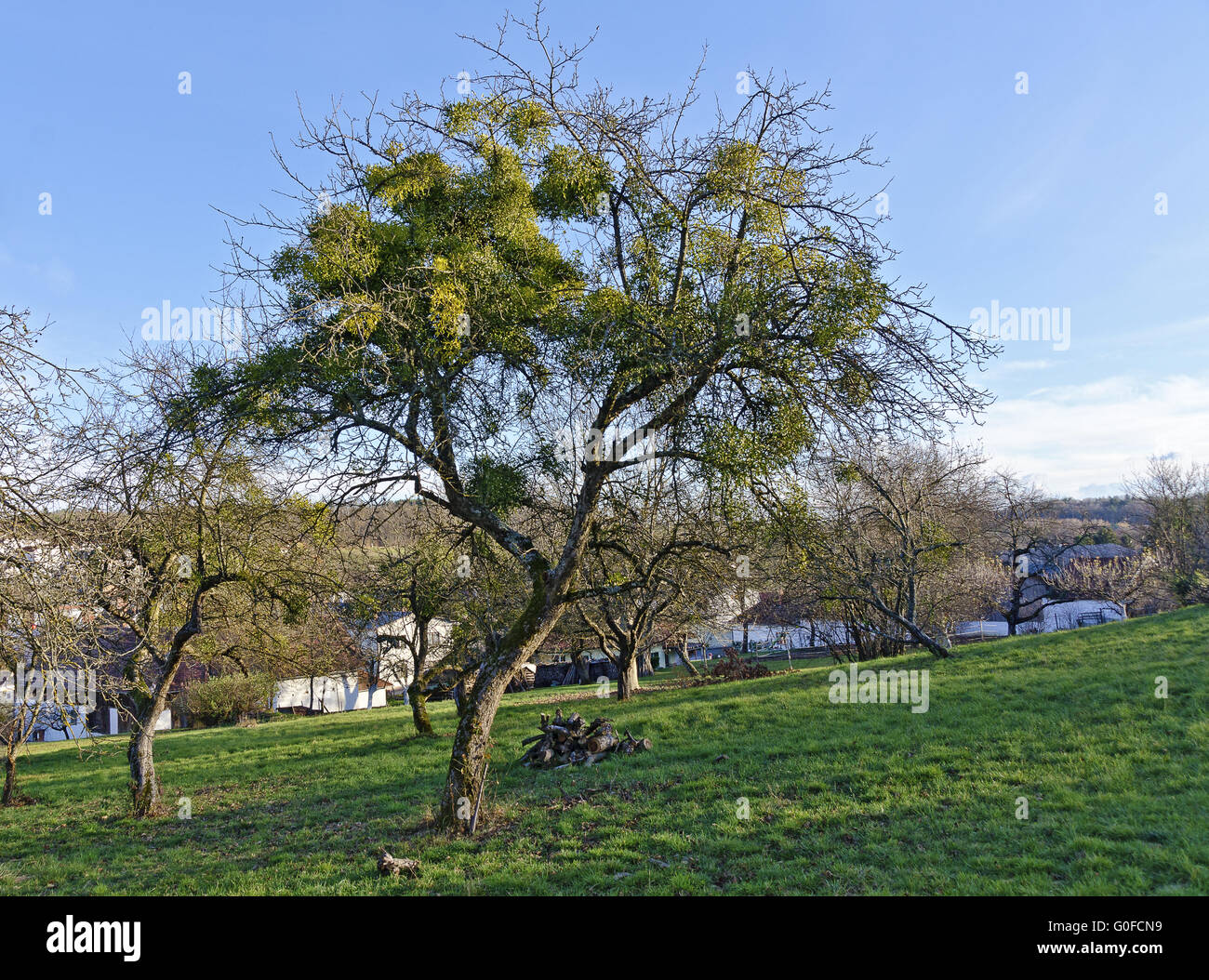 fruit tree with many mistletoes Stock Photo