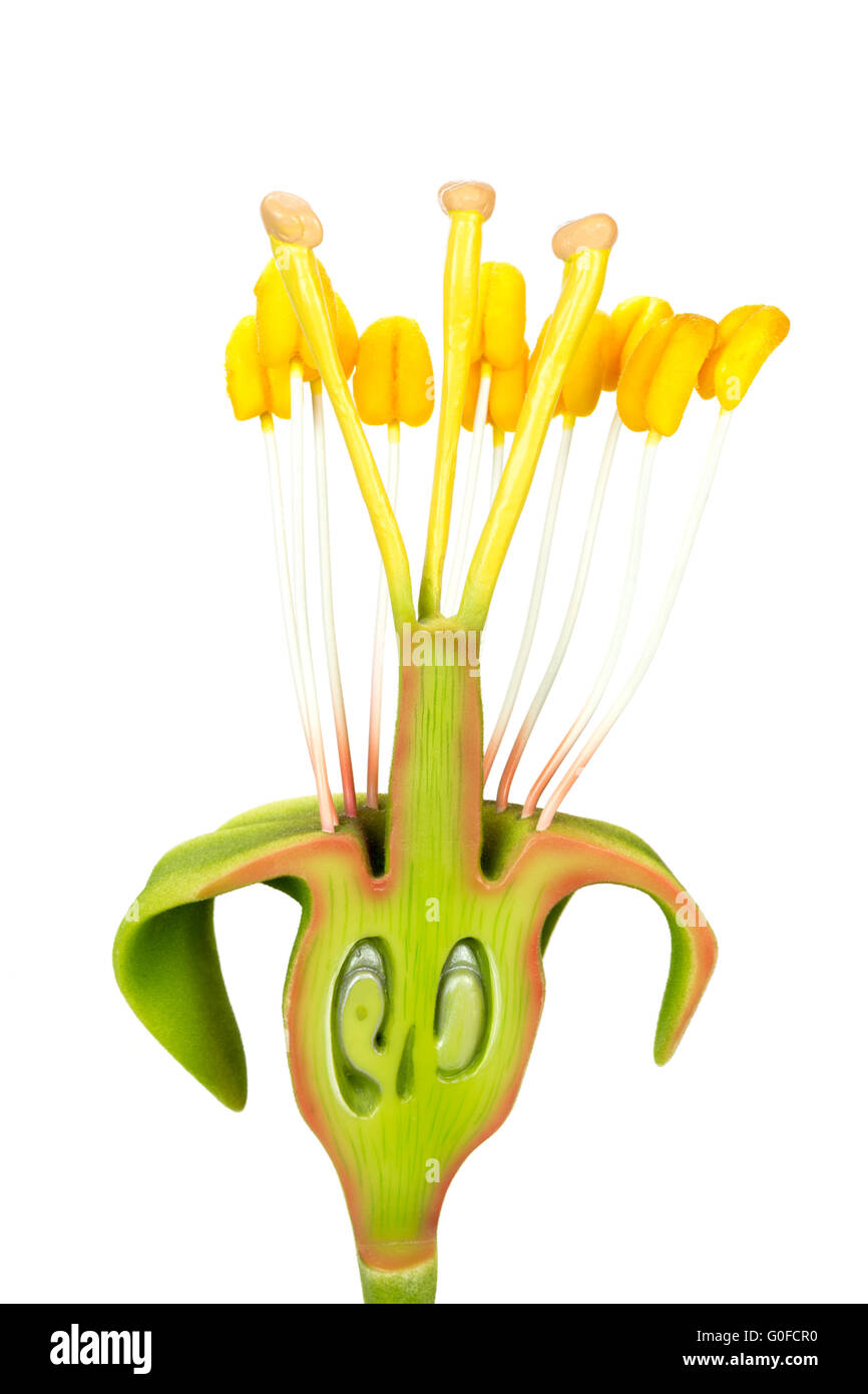 Flower model with stamens and pistils Stock Photo