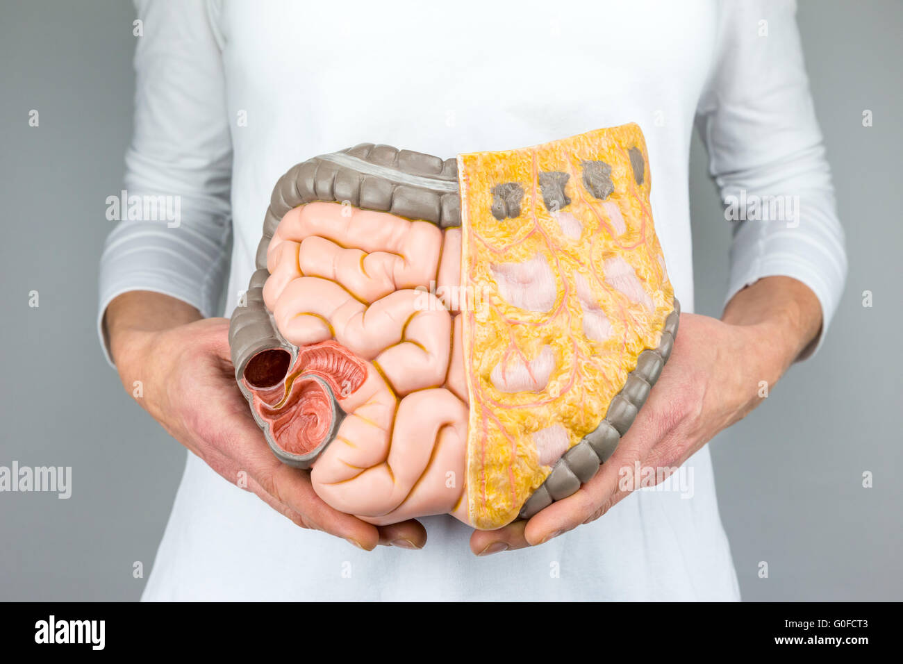 Human Intestines Picture