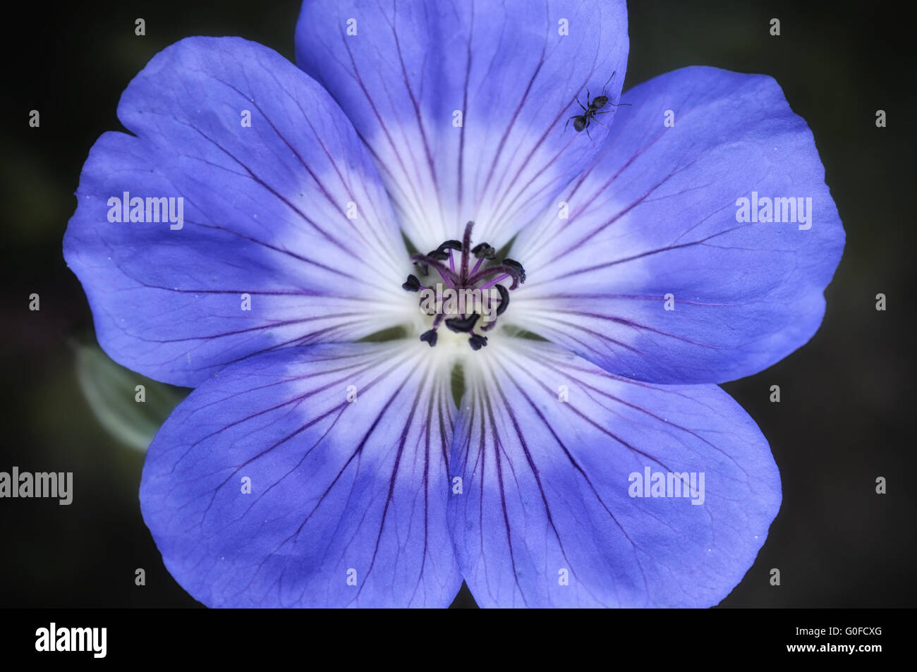 inhabited flower Stock Photo