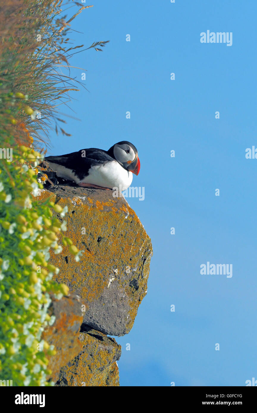 Puffin at the bird mountain Latrabjarg Stock Photo