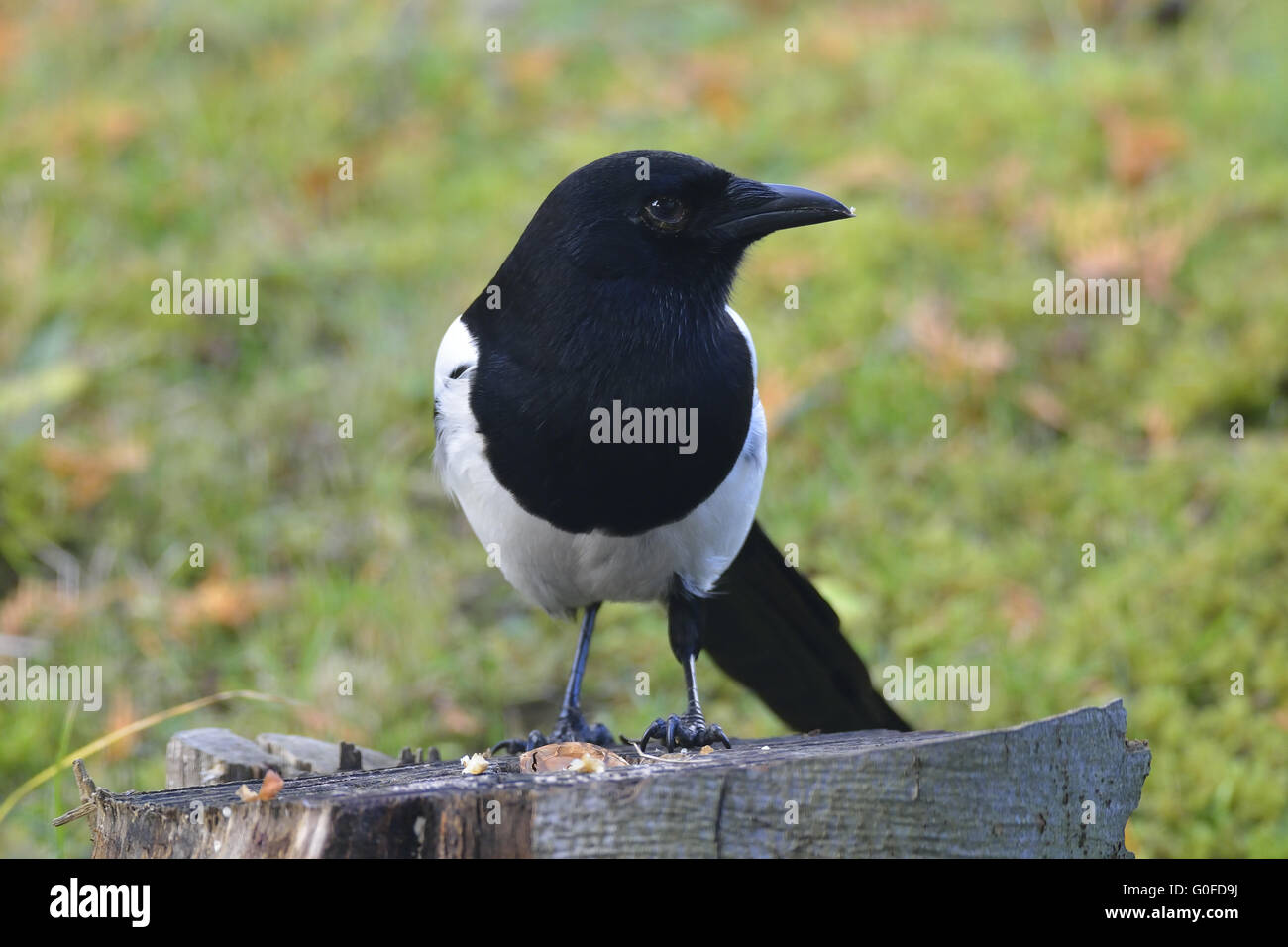 Common magpie Stock Photo