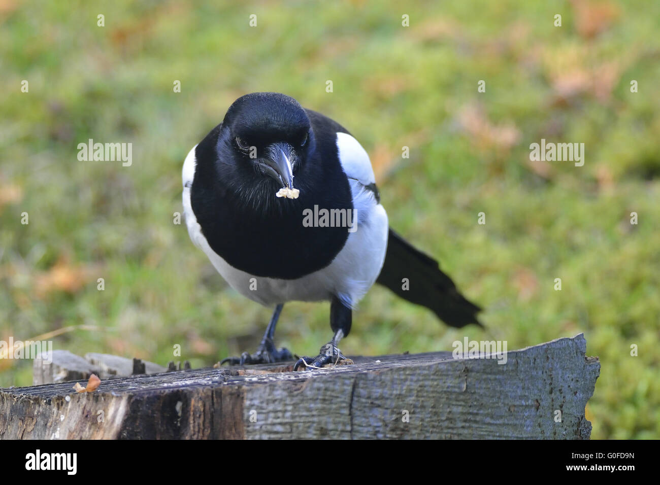 Common magpie Stock Photo