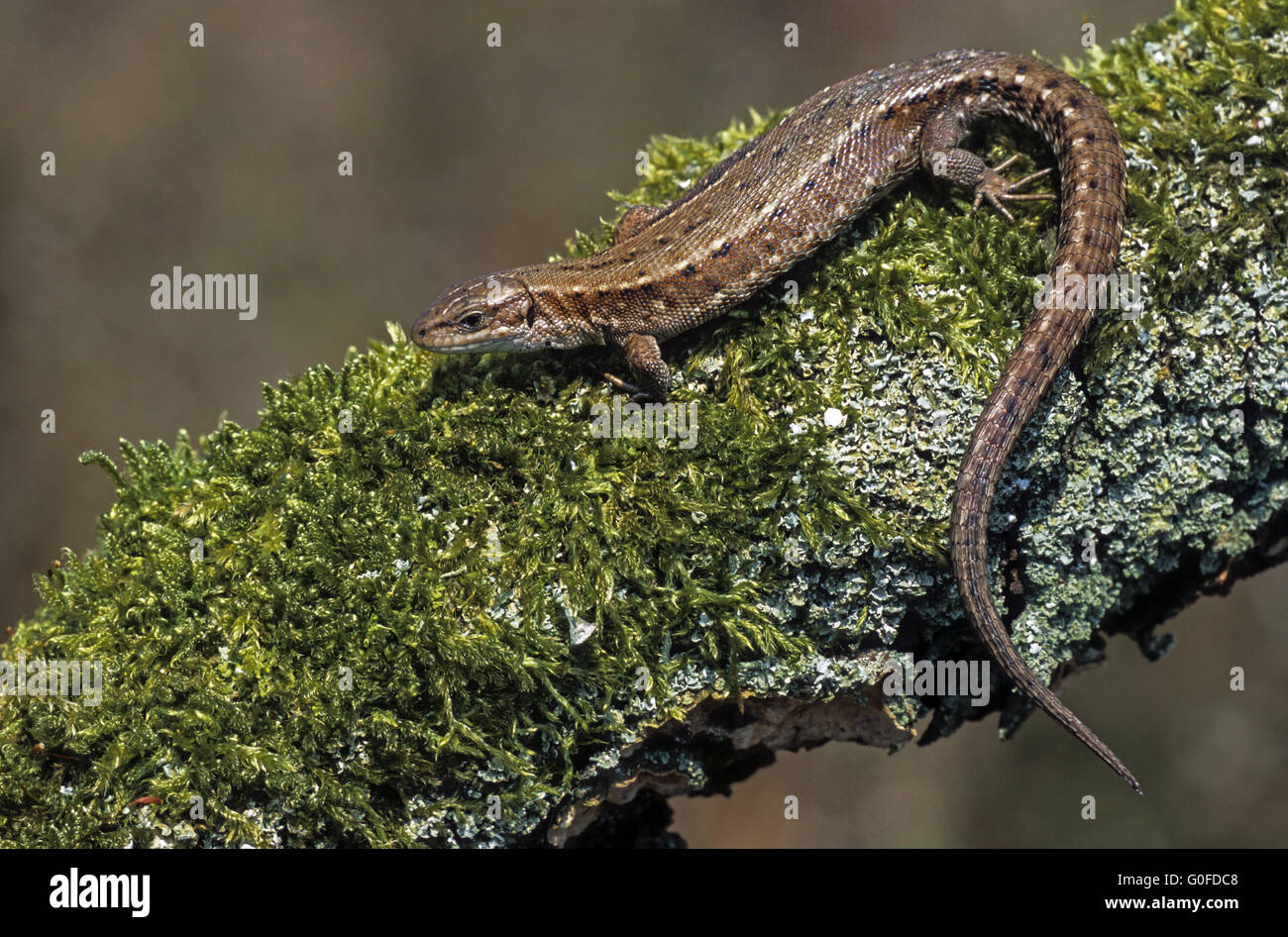 Viviparous Lizard feeds mostly small insects and other small animals Stock Photo