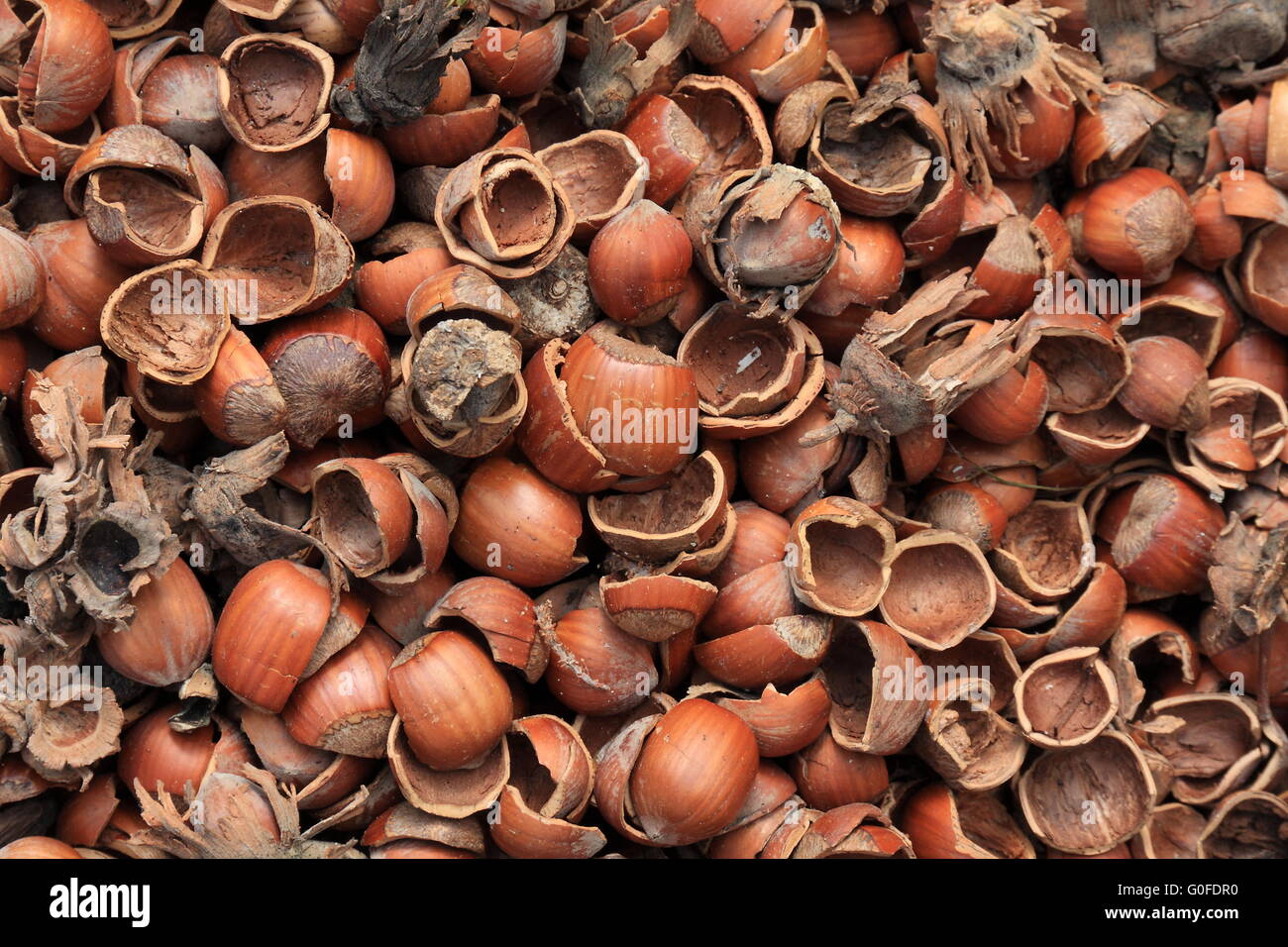 Nutshells Stock Photos & Nutshells Stock Images Alamy