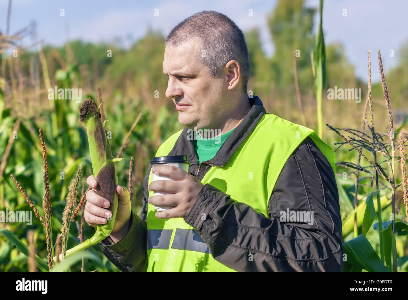 Farmer with cup of coffee and corn on the field Stock Photo