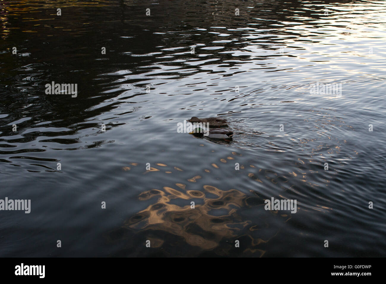 Pair of Mallard ducks swimming on lake Mendota Stock Photo Alamy