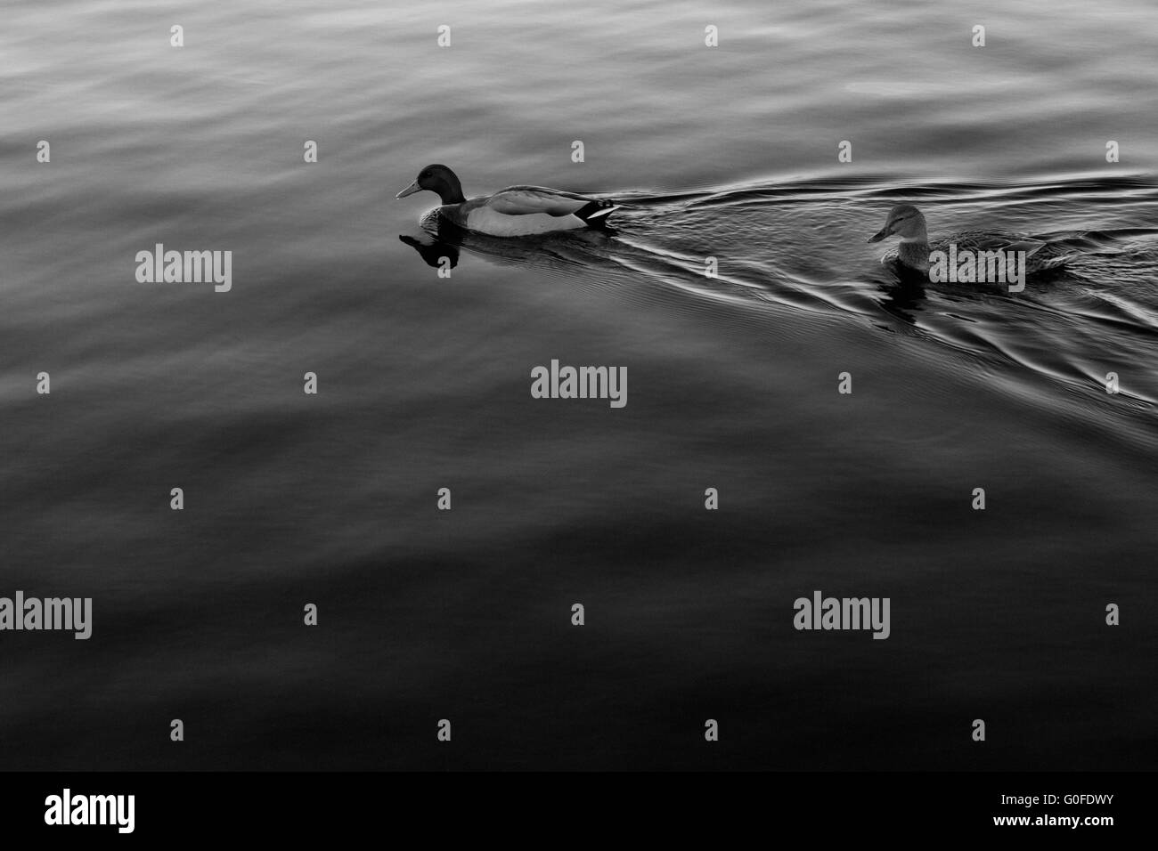 Pair of Mallard ducks swimming on lake Mendota Stock Photo Alamy