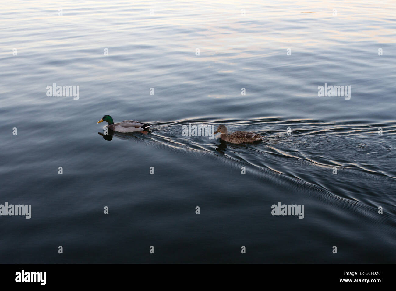 Pair of Mallard ducks swimming on lake Mendota Stock Photo Alamy