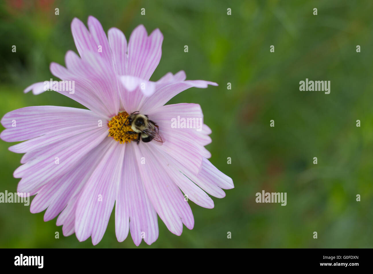 Bee on a flower, close-up. Stock Photo