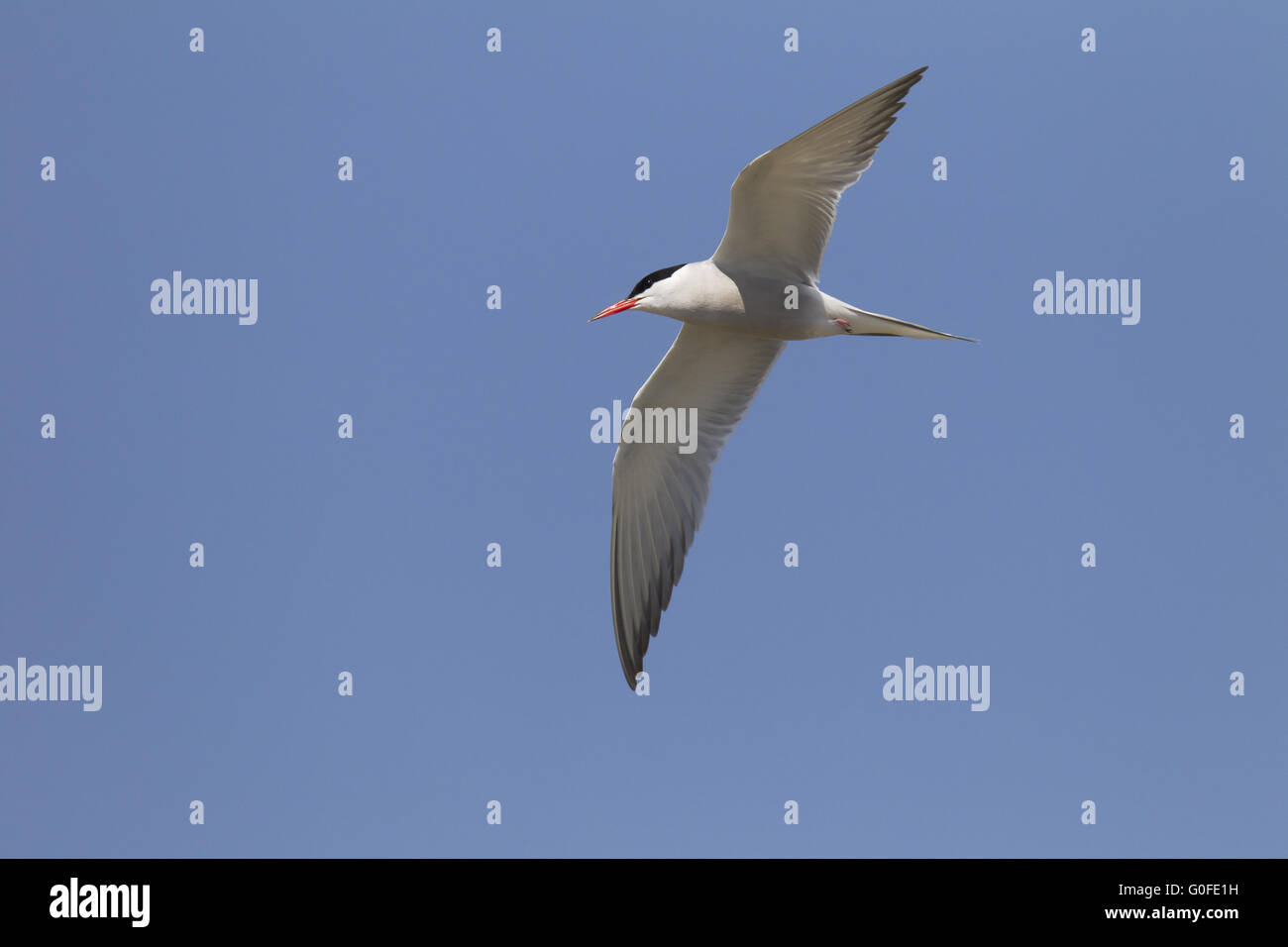 Common Tern most populations are migratory Stock Photo
