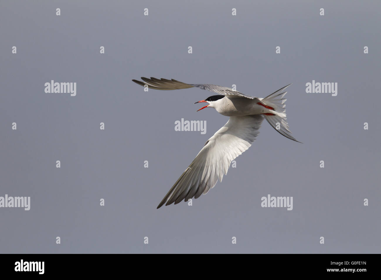 Common Tern young birds mostly nest on the periphery of the colony Stock Photo