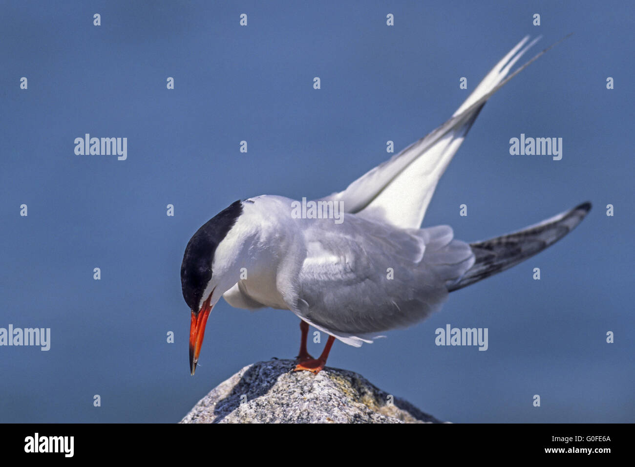 Common Tern the youngs fledge in 22 to 28 days Stock Photo