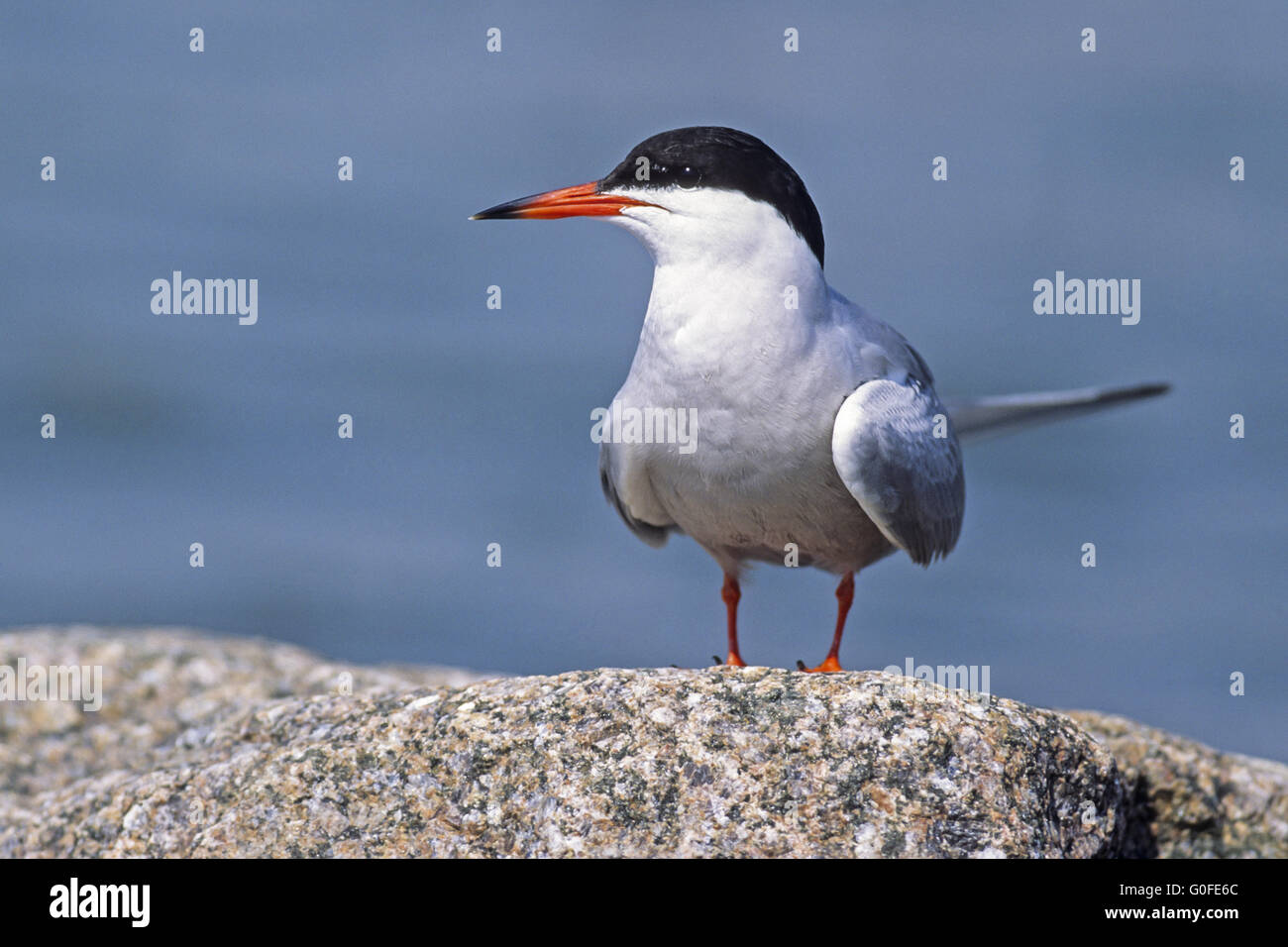 Common Tern nests close to water Stock Photo
