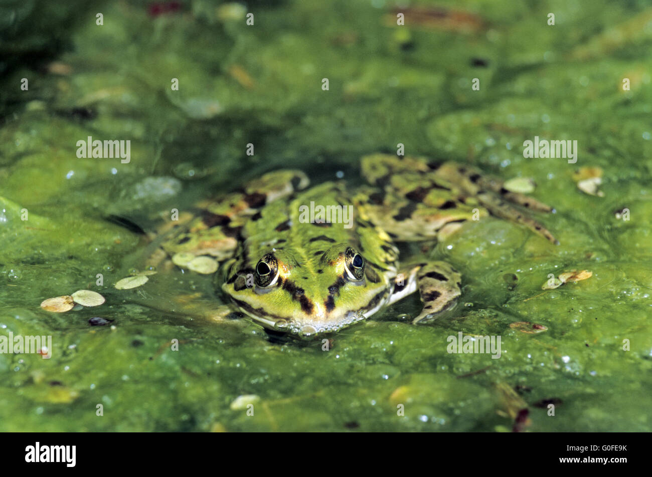 Edible Frog reproduces by hybridogenesis Stock Photo