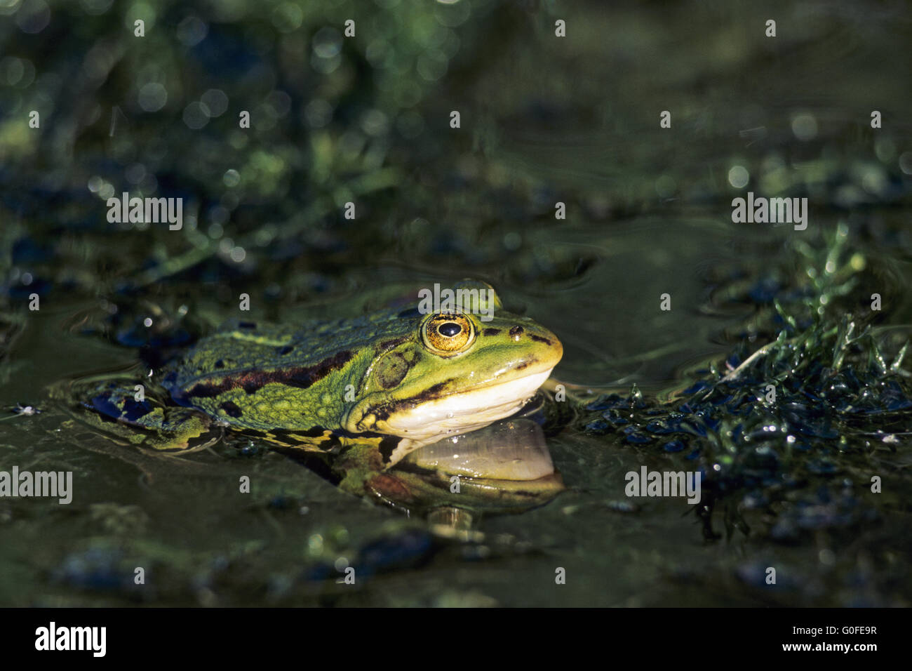 Edible Frog is the fertile hybrid of the Pool Frog and the Marsh Frog Stock Photo