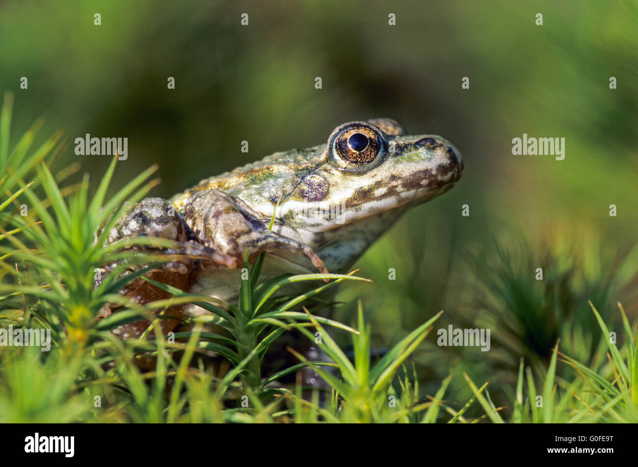 Edible Frog is the fertile hybrid of the Pool Frog and the Marsh Frog Stock Photo