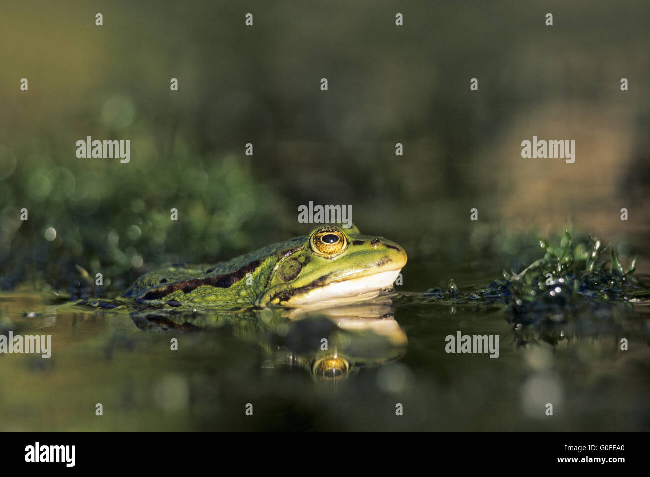 Edible Frog is used for food in France Stock Photo