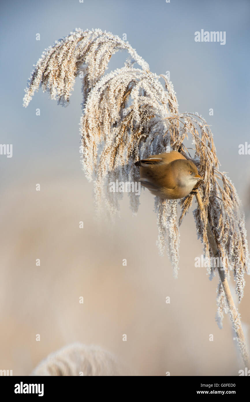 bearded tit Stock Photo