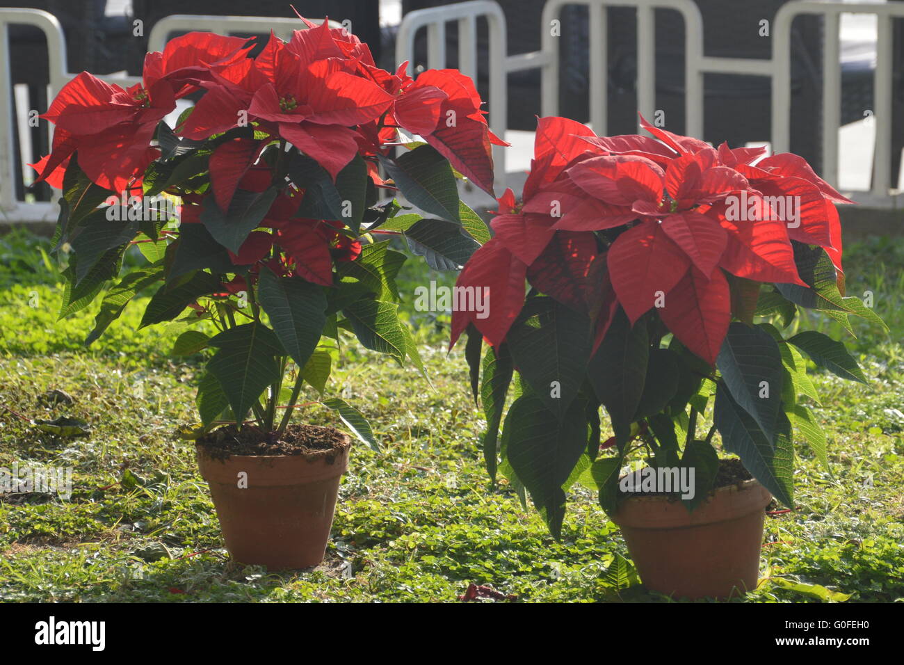 Weihnachtsstern Pflanze High Resolution Stock Photography and Images - Alamy