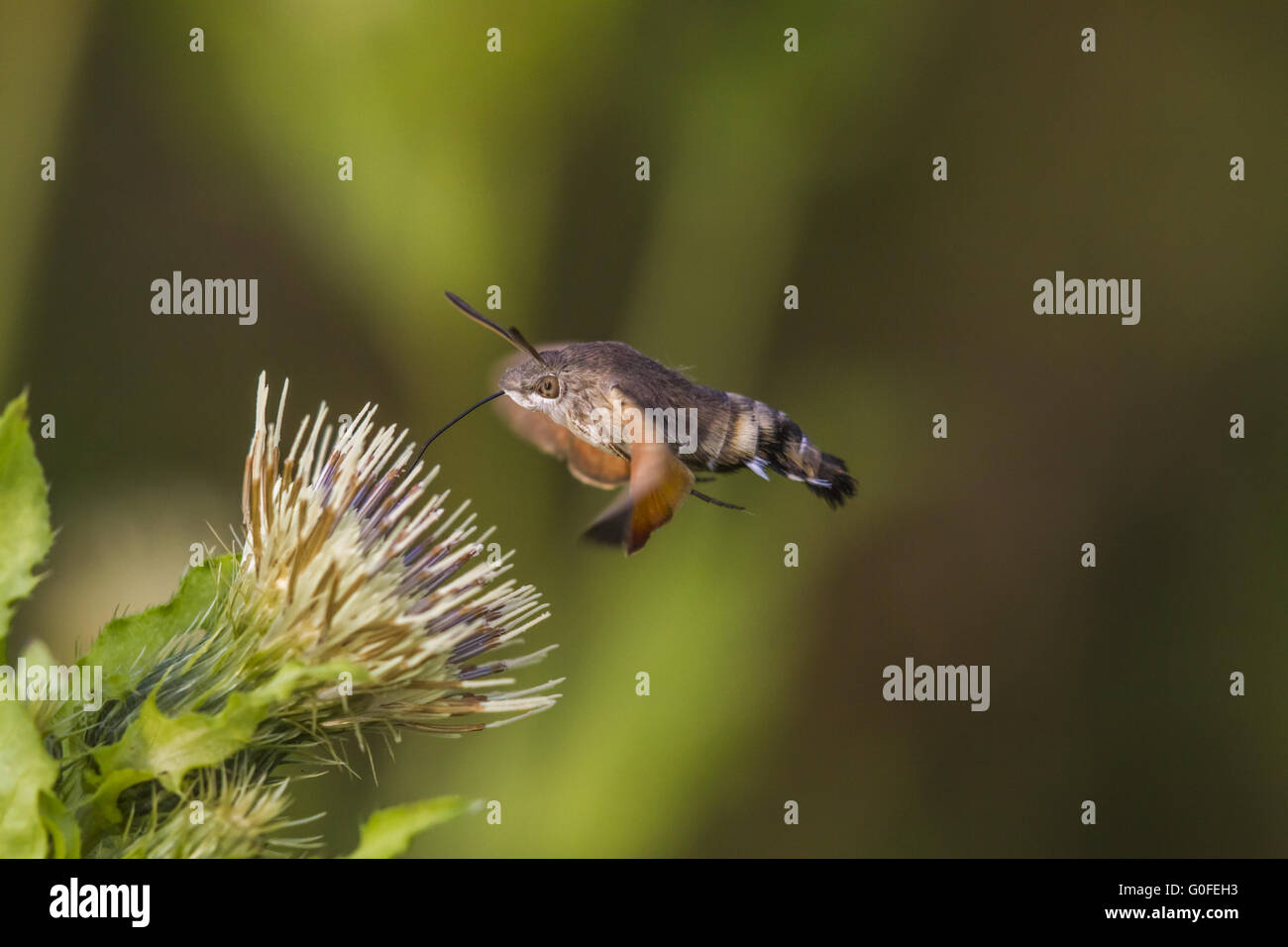Hummingbird hawkmoth (Macroglossum stellatarum) Stock Photo