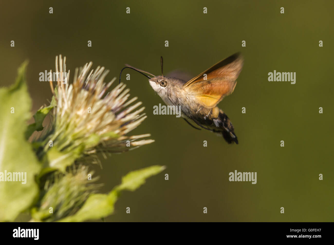 Hummingbird hawkmoth (Macroglossum stellatarum) Stock Photo