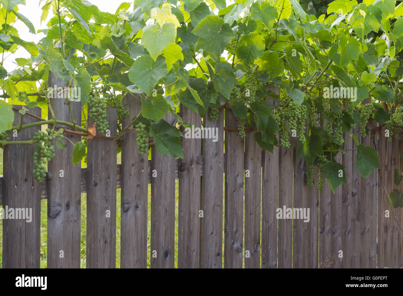 green grapes along a garden fence Stock Photo