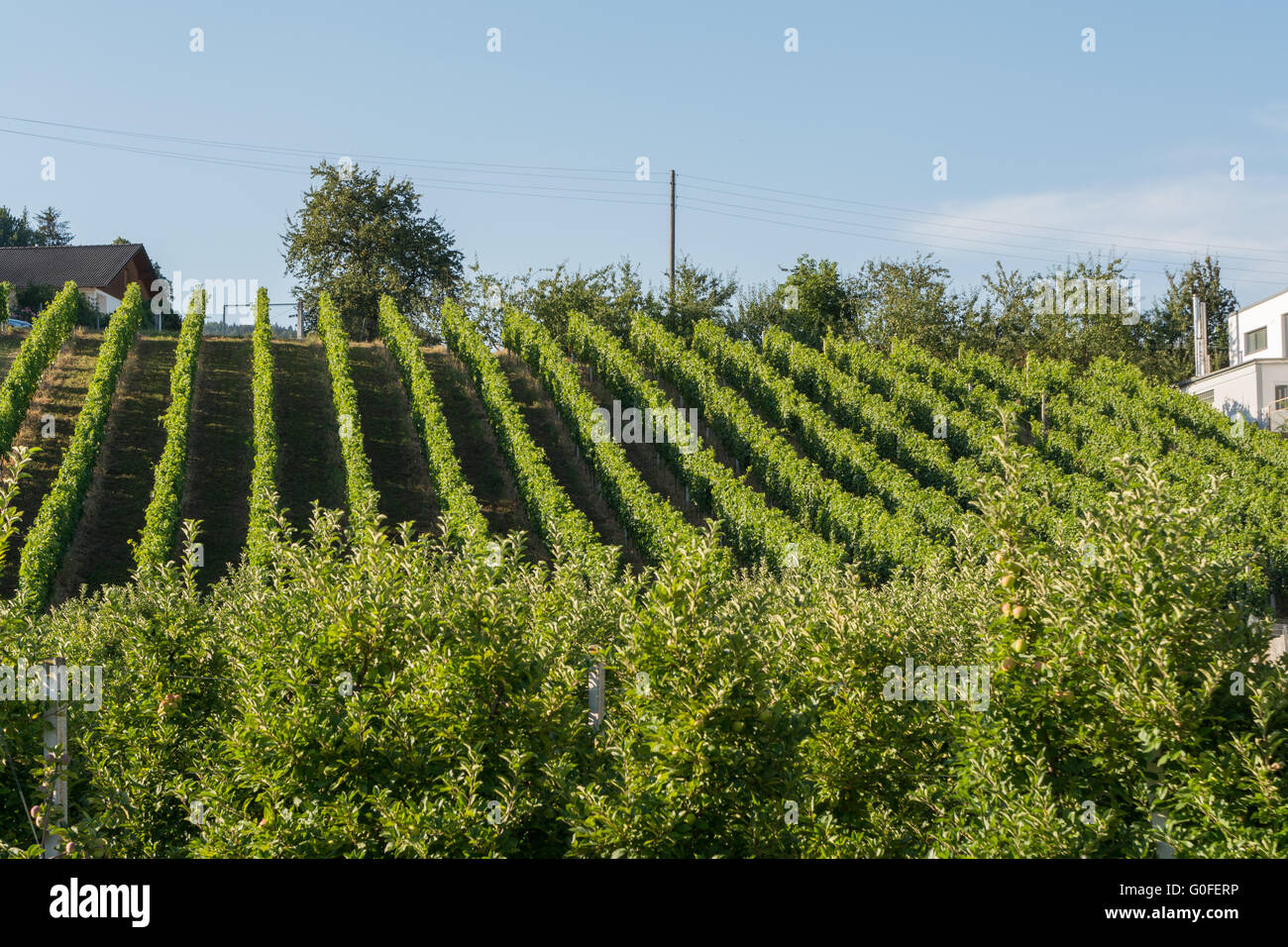 beautiful vineyard on a southern slope Stock Photo