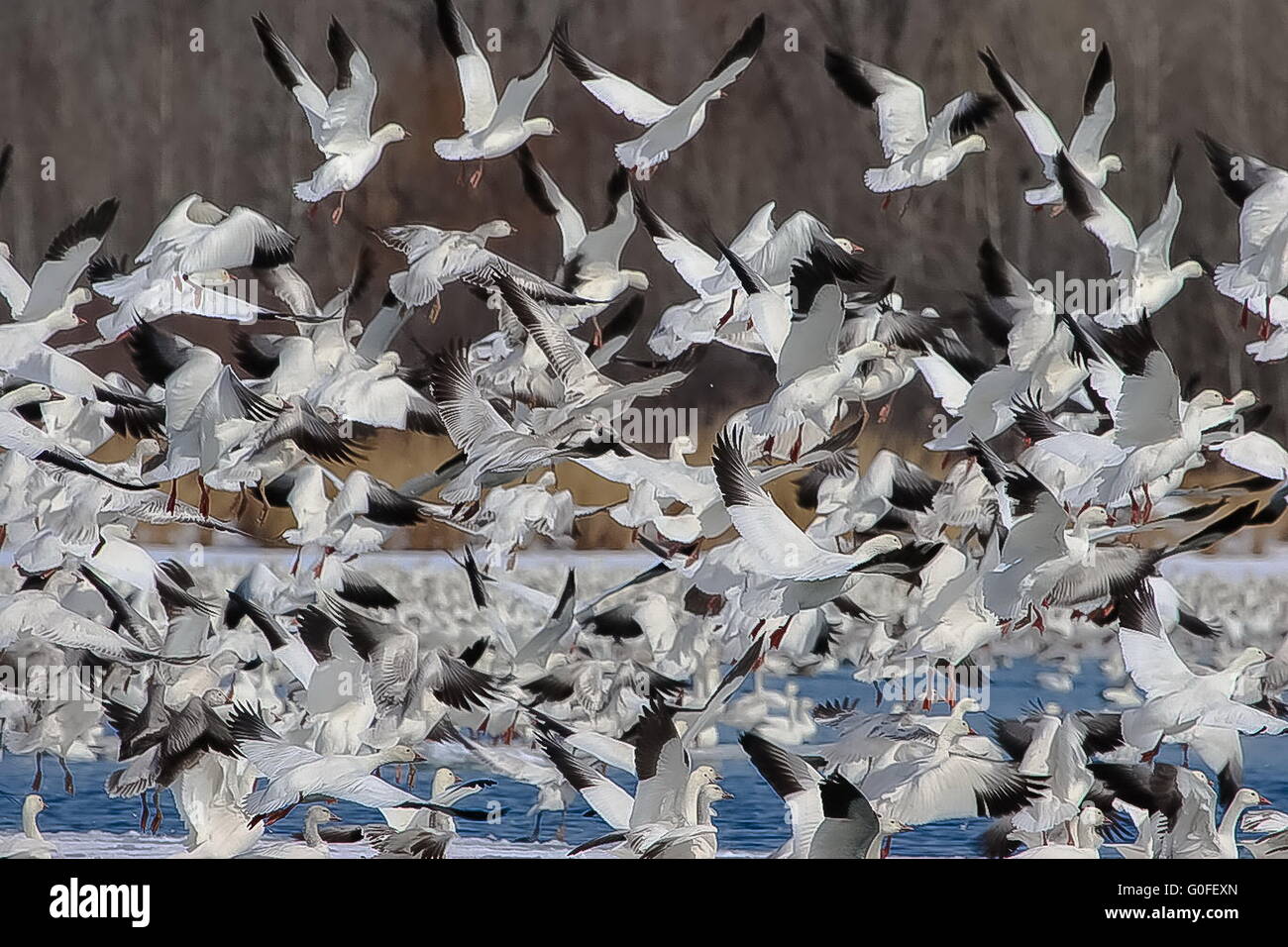 Snow Geese during their annual migration south Stock Photo