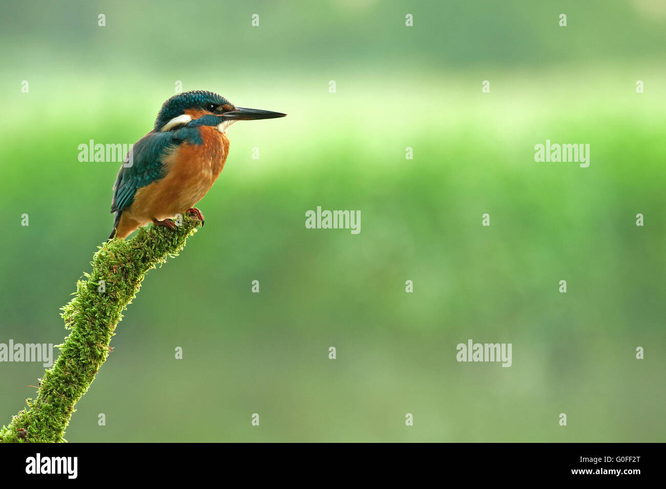 European kingfisher Stock Photo