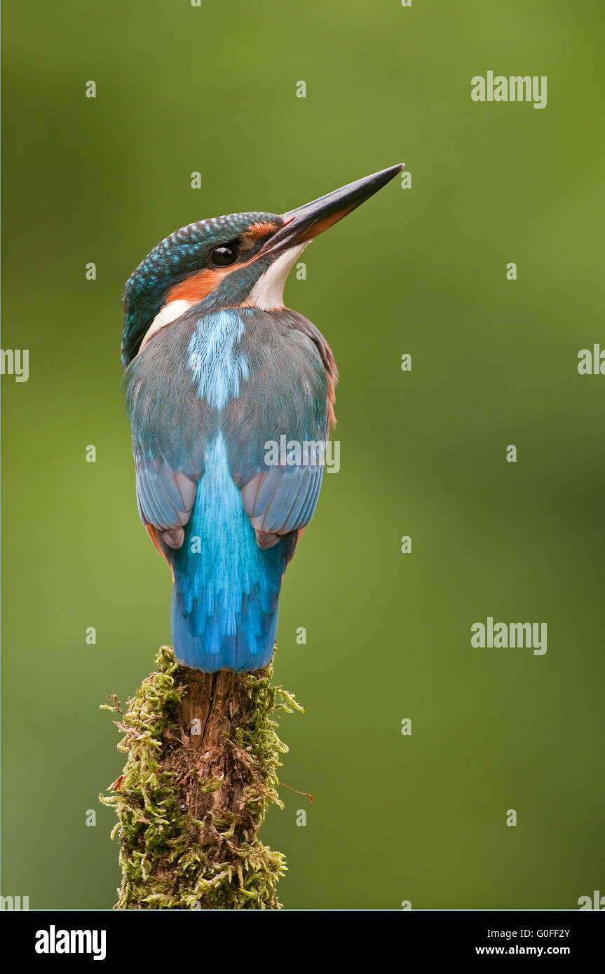 European kingfisher Stock Photo