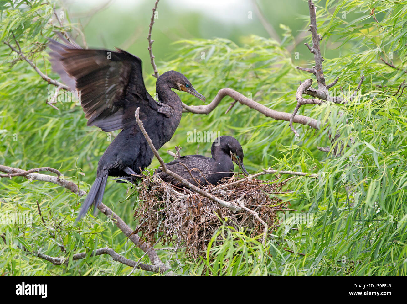 Cormorants nest hires stock photography and images Alamy