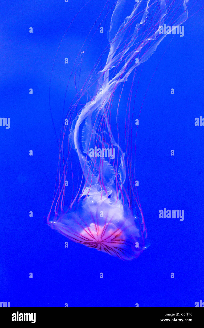 A northern sea nettle, chrysaora melanaster, swimming down. This jellyfish is also known as brown jellyfish Stock Photo