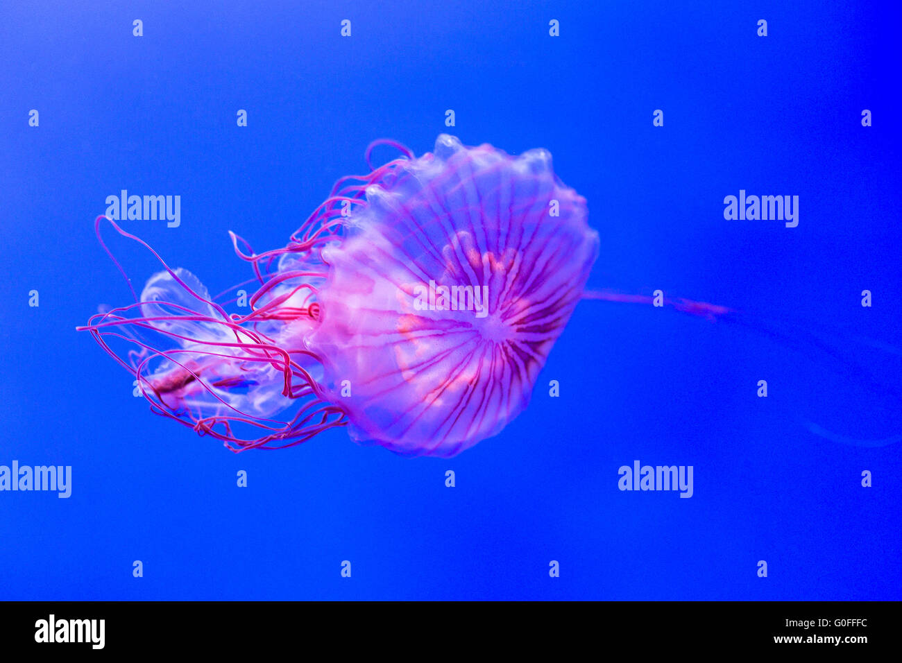 A chrysaora melanaster, or northern sea nettle, swimming in an aquarium. This jellyfish is also known as Japanese sea nettle Stock Photo