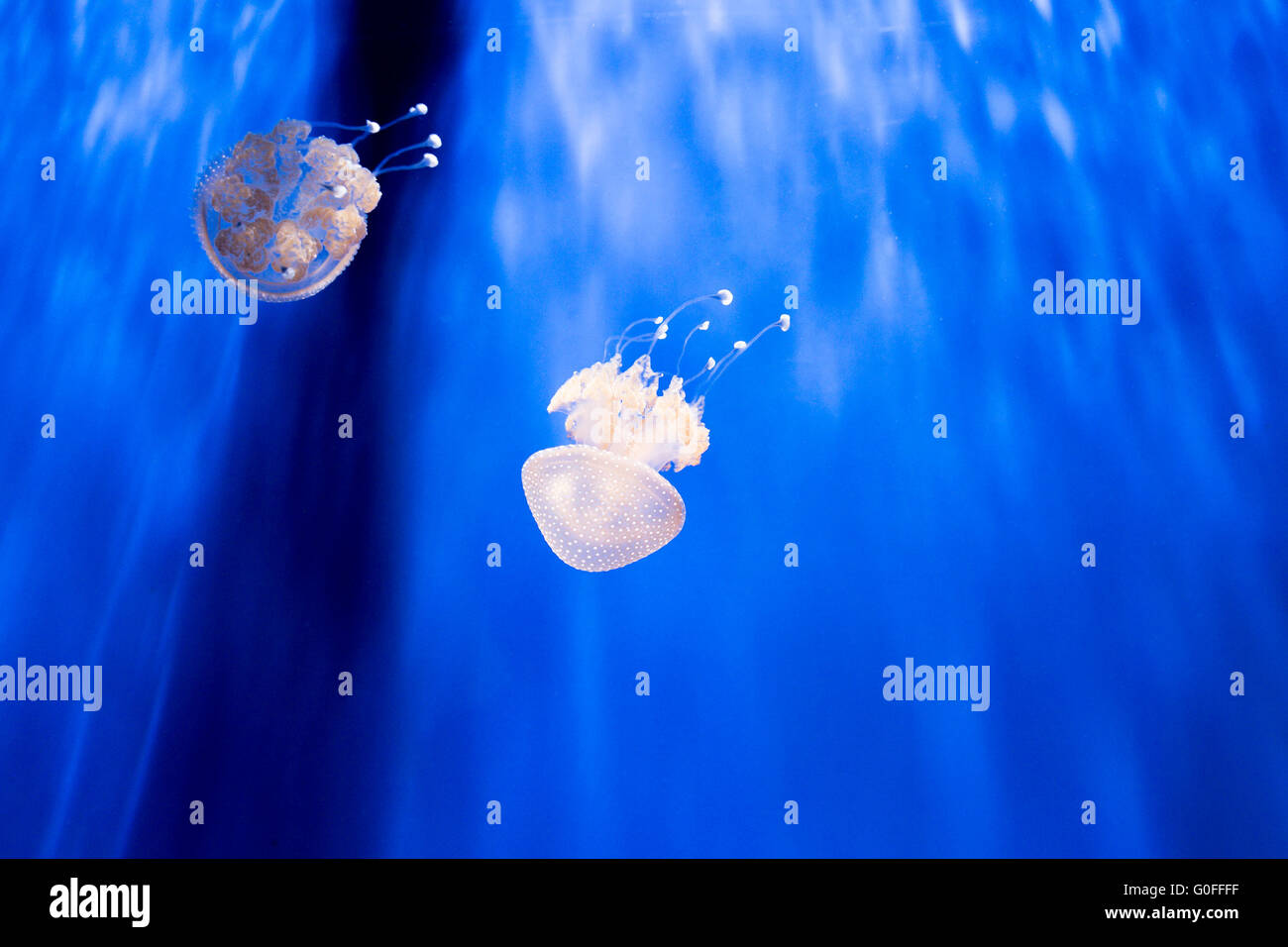 A couple of australian spotted jellyfishes, phyllorhiza punctata, in an aquarium. This jellyfish has only a mild venom and are n Stock Photo