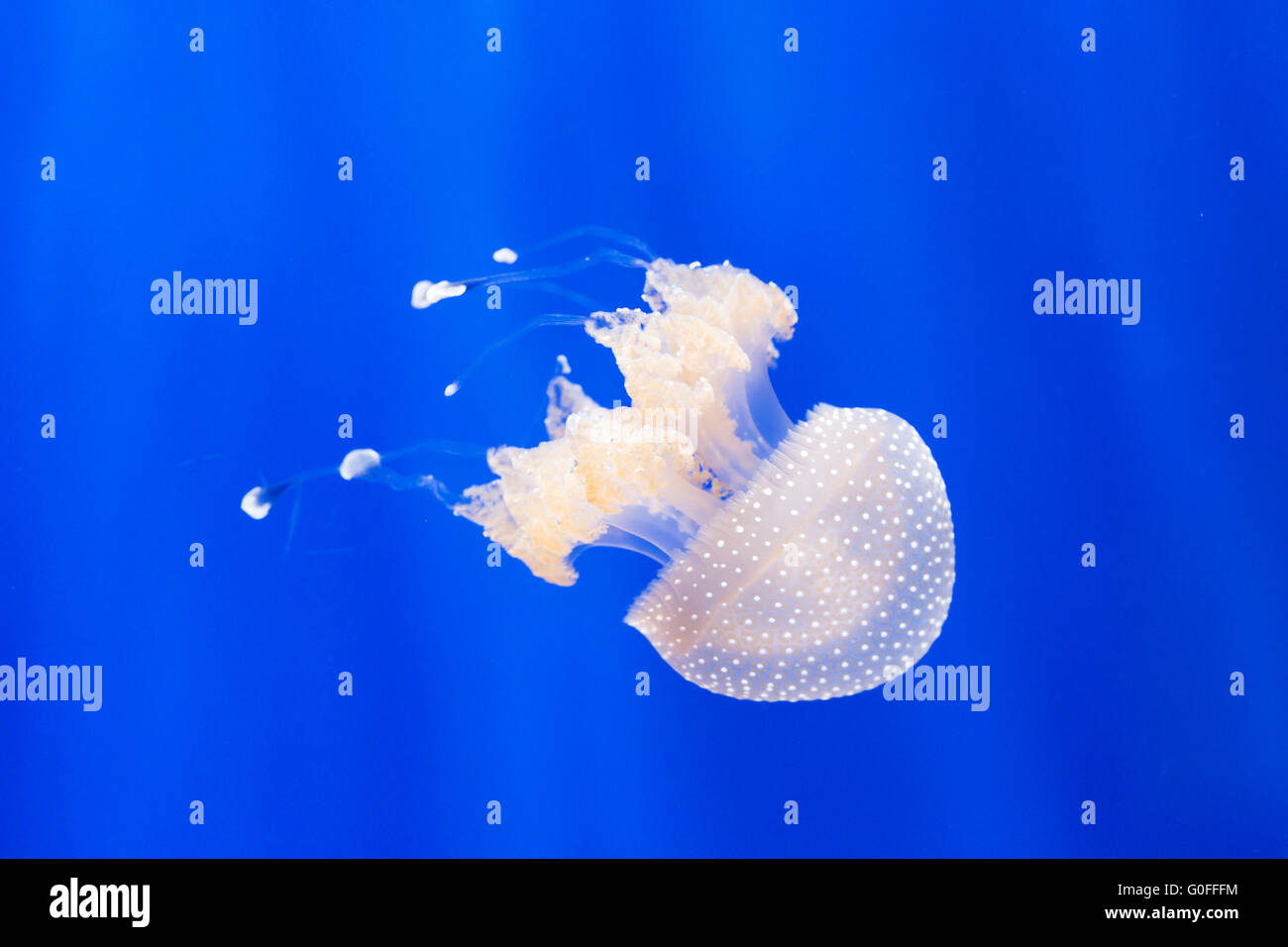 An australian spotted jellyfish, phyllorhiza punctata, swimming in a tank. This jellyfish is also known as the floating bell. Stock Photo