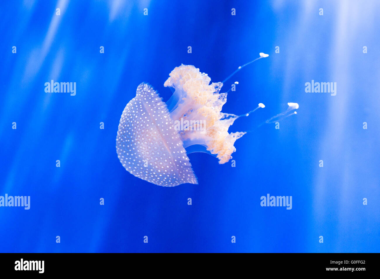 Australian spotted jellyfish, phyllorhiza punctata, swimming with sun rays from above. This jellyfish feeds primarily on zooplan Stock Photo