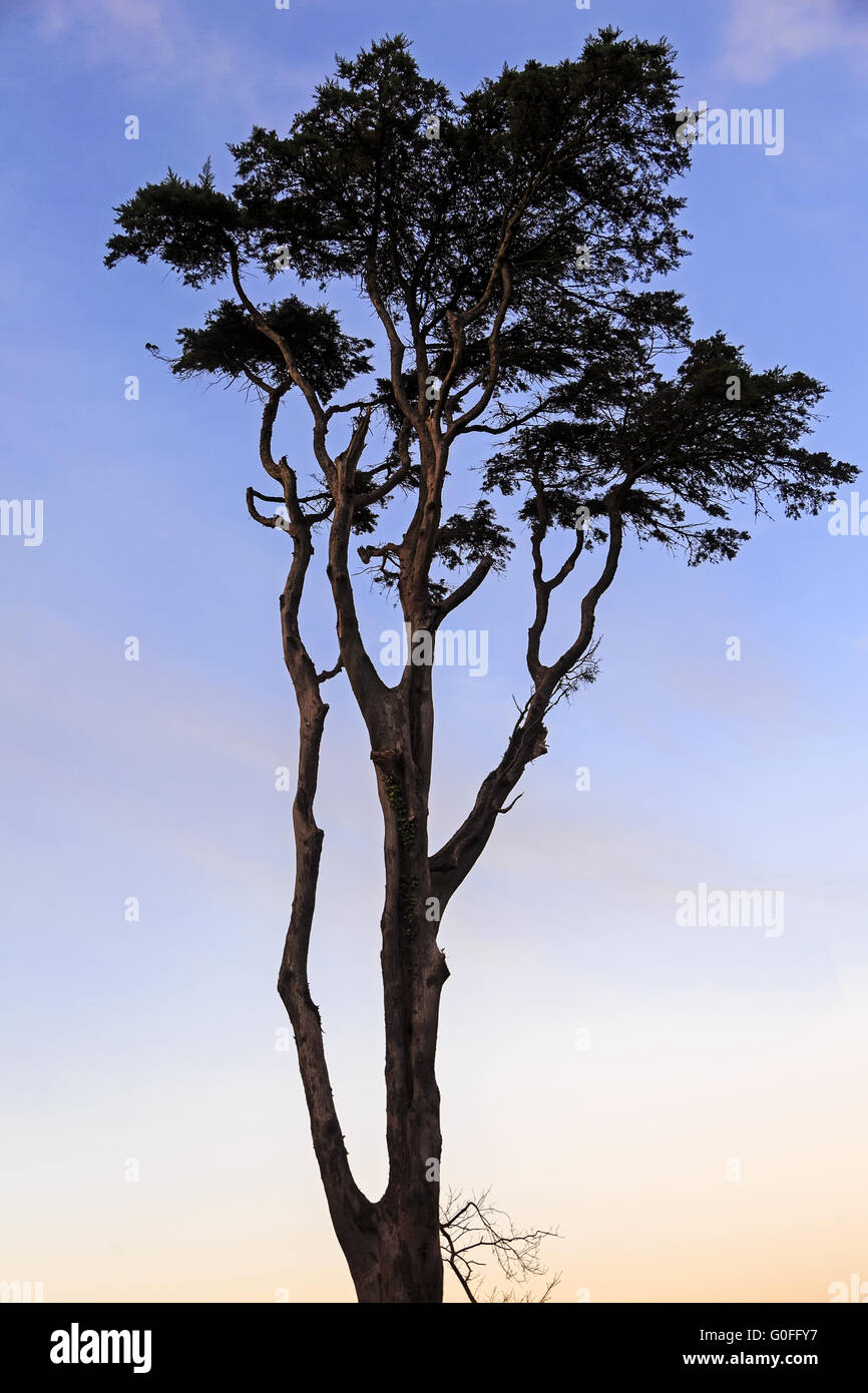 Tree silhouette with blue sky and red on trunk at sunset Stock Photo ...