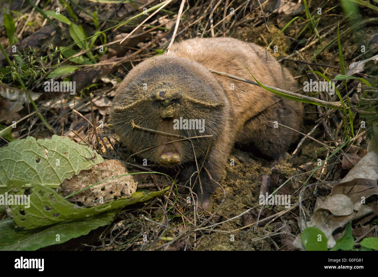 mole rat - Do not come !  an unexpected meeting in a meadow , funk , show teeth Stock Photo