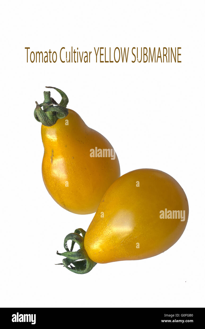 Tomato Cultivar Yellow Submarine Stock Photo