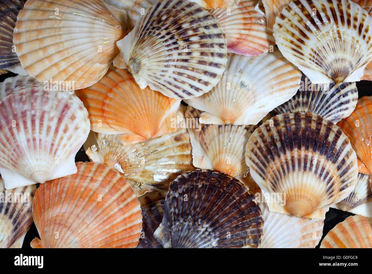 Shells of the Scallop  species  Zyclochlamys patagonica. Stock Photo