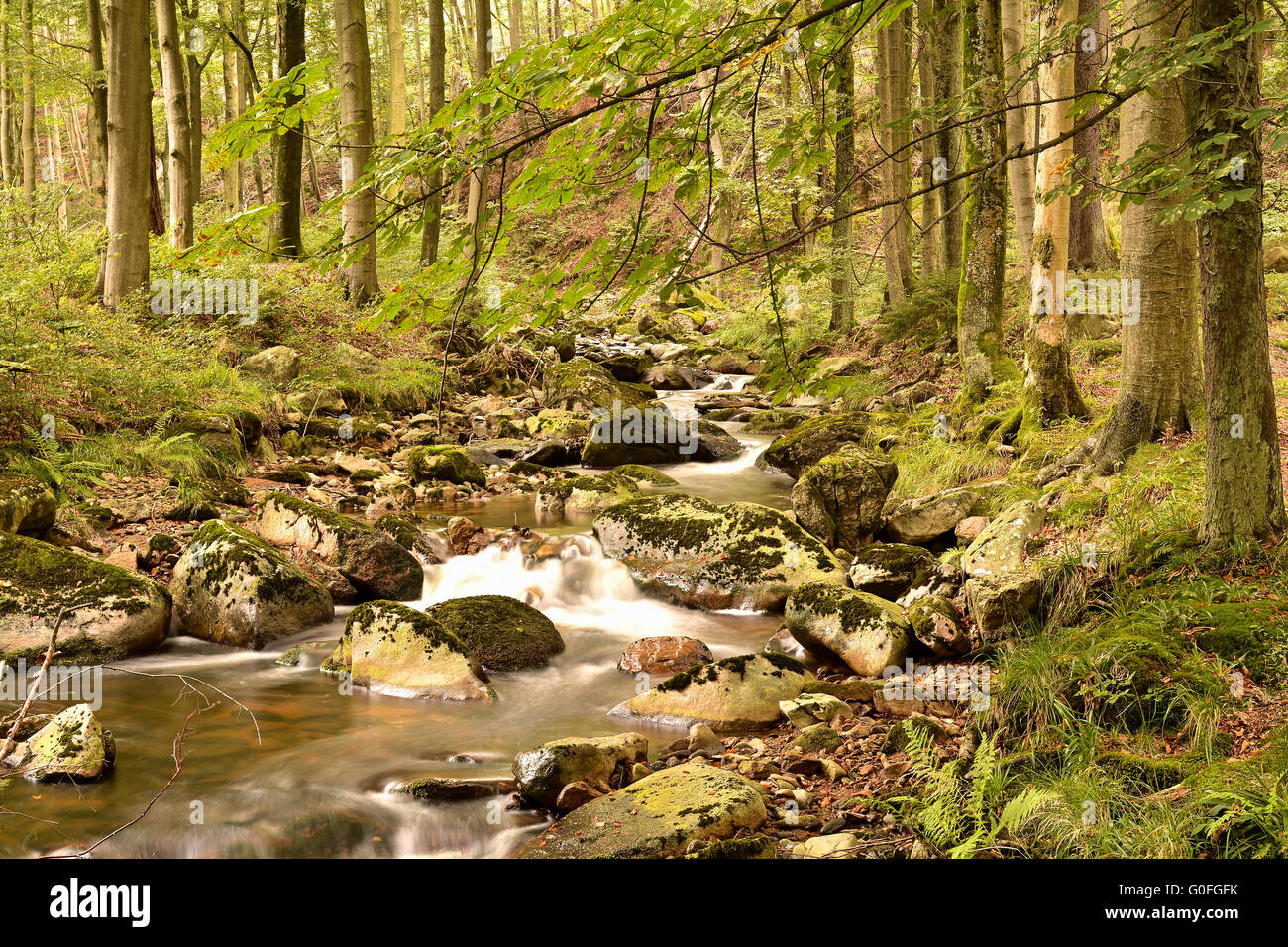 the River Ilse at Ilsenburg in the Harz National Park at the foot of the Brocken Stock Photo
