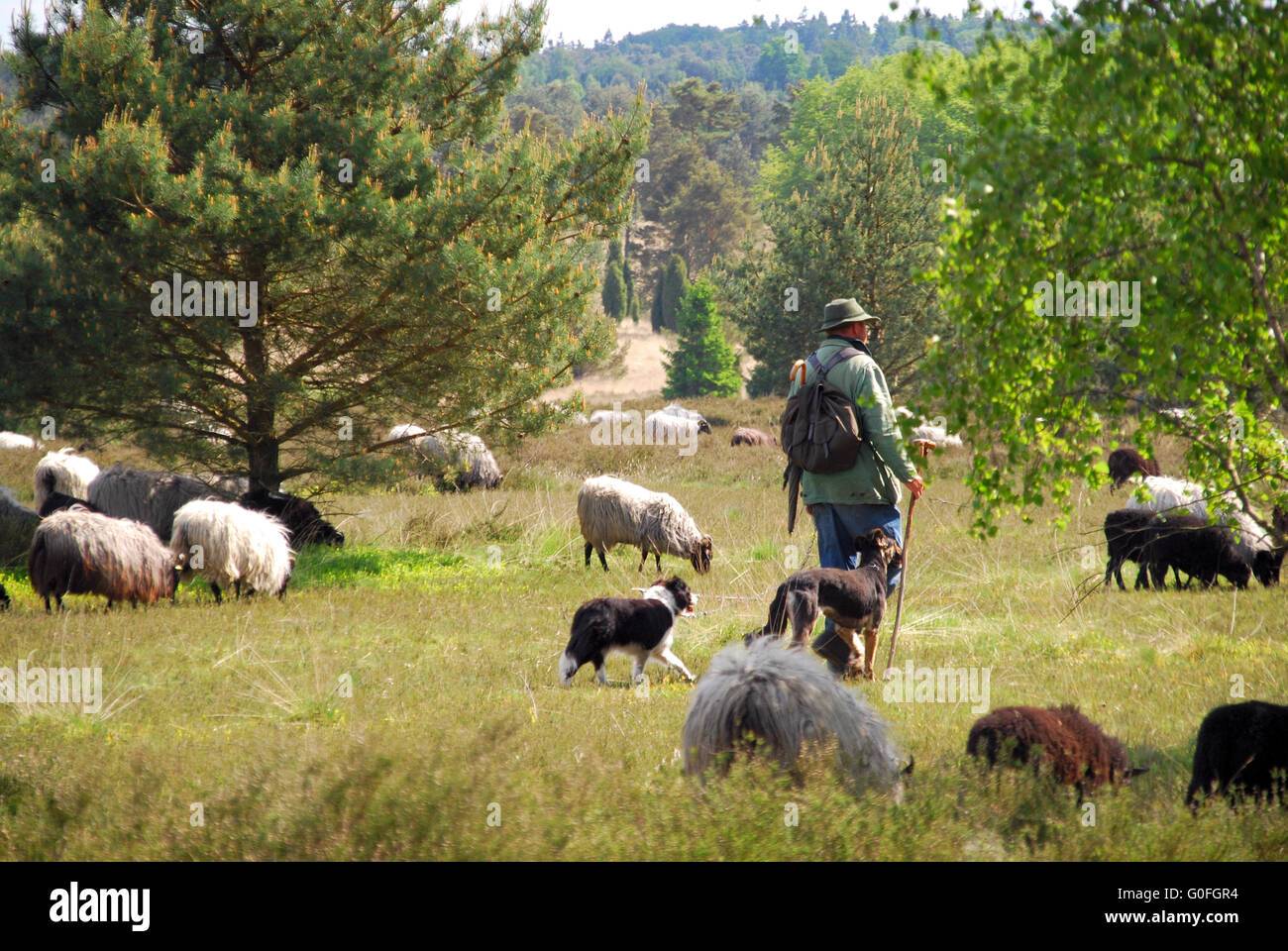 Lüneburger heide sheep hi-res stock photography and images - Alamy